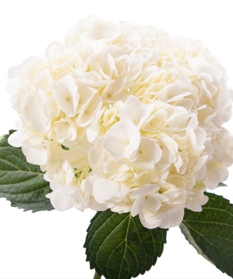 Hydrangea Packaged Flowers