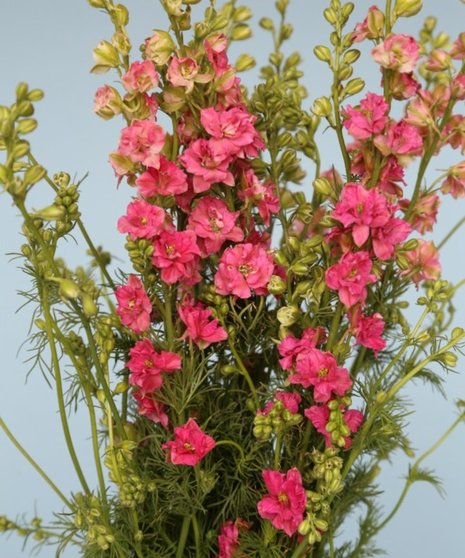 10 Stem bunch of Larkspur