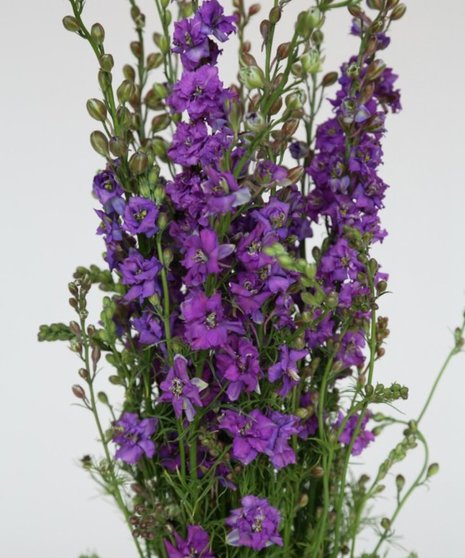 10 Stem bunch of Larkspur