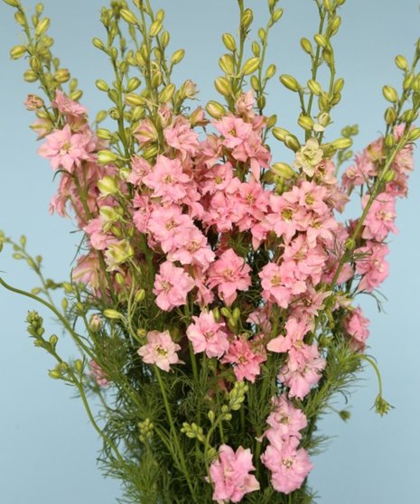Larkspur Packaged Flowers