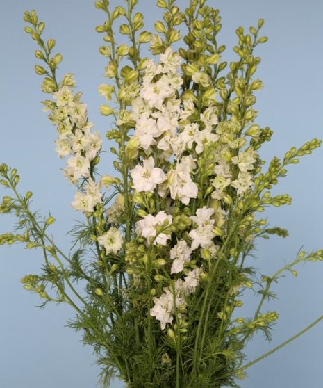 10 Stem bunch of Larkspur