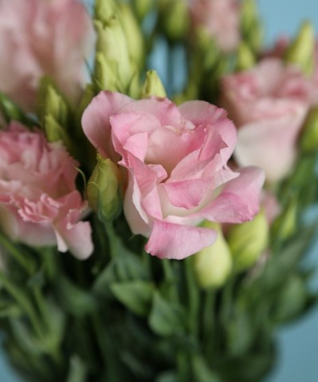 10 Stem bunch of Lisianthus