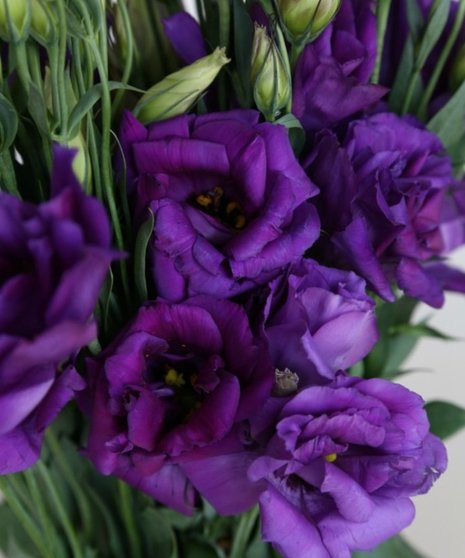 Lisianthus Packaged Flowers