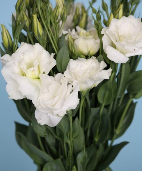 10 Stem bunch of Lisianthus