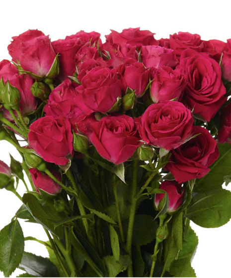 25 Stem Bunch Premium Roses Spray Roses 