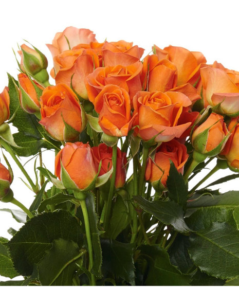 25 Stem Bunch Premium Roses Spray Roses 