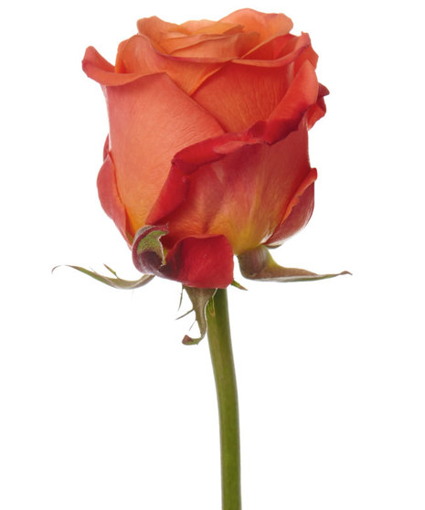 25 Stem Bunch of 60 cm Premium Long Stemmed Roses 
