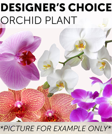Designer's Choice - Orchid Plant