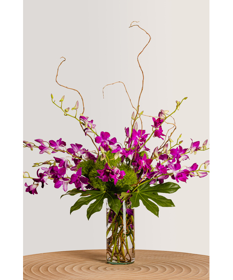Outgoing Orchids