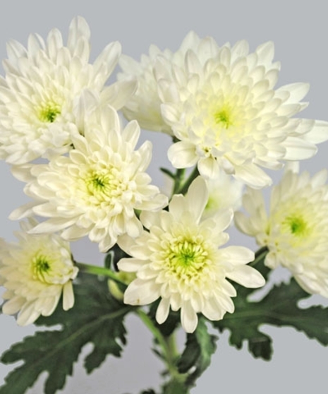 10 Stem bunch of Spray Mums 