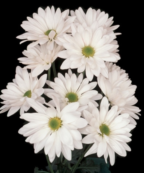 Spray Mum Daisies Packaged Flowers - Grower's Bunch