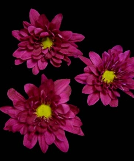 10 Stem bunch of Spray Mums 