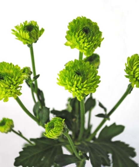 10 Stem bunch of Spray Mums 