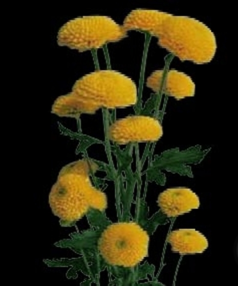 10 Stem bunch of Spray Mums 