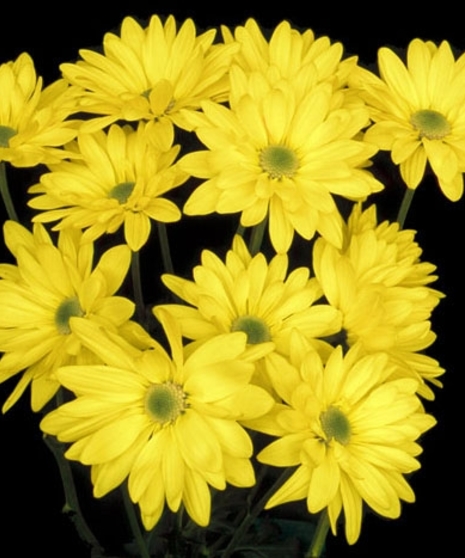 10 Stem bunch of Spray Mums 