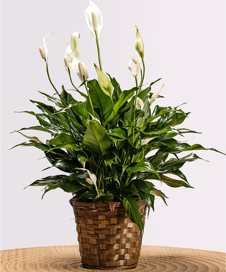 Spathiphyllum Plant