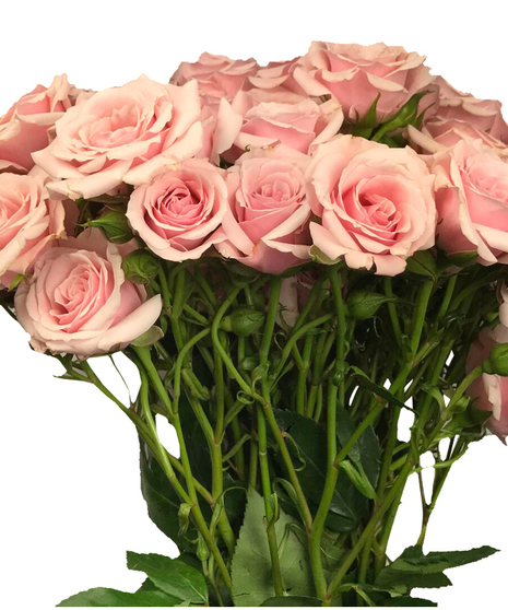 25 Stem Bunch Premium Roses Spray Roses 