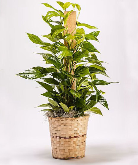 Pothos on Pole