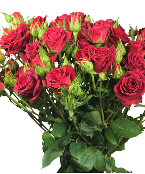 Premium Roses Spray Roses
