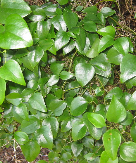 Grower's Bunch of Smilax