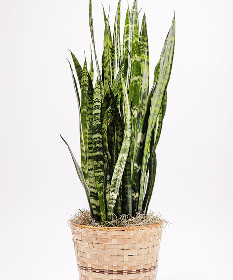 Snake Plant