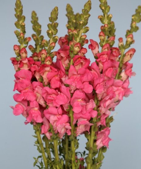 10 Stem bunch of Snapdragon