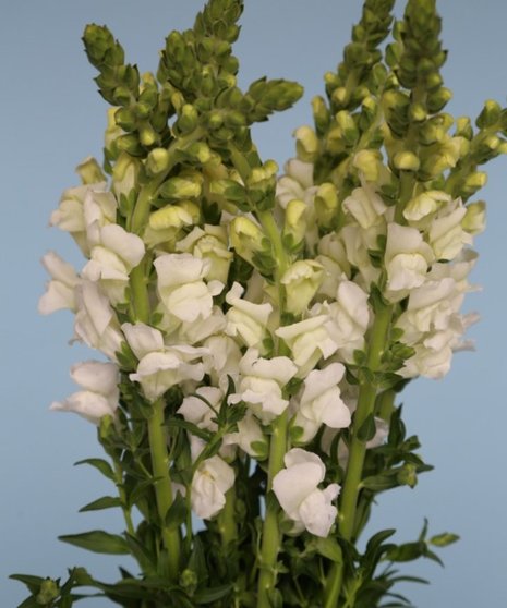 10 Stem bunch of Snapdragon