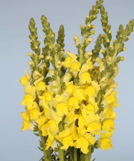 Snapdragon Packaged Flowers