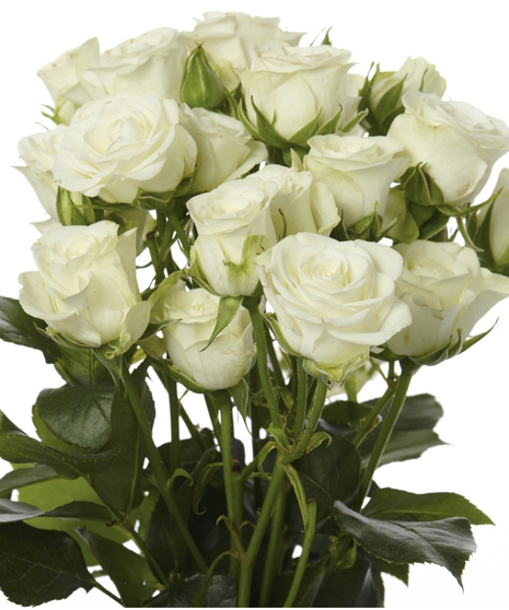 Spray Roses Ivory - Bulk and Wholesale – Bunches Direct USA