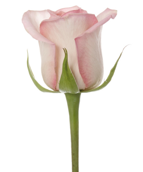 25 Stem Bunch of 60 cm Premium Long Stemmed Roses 
