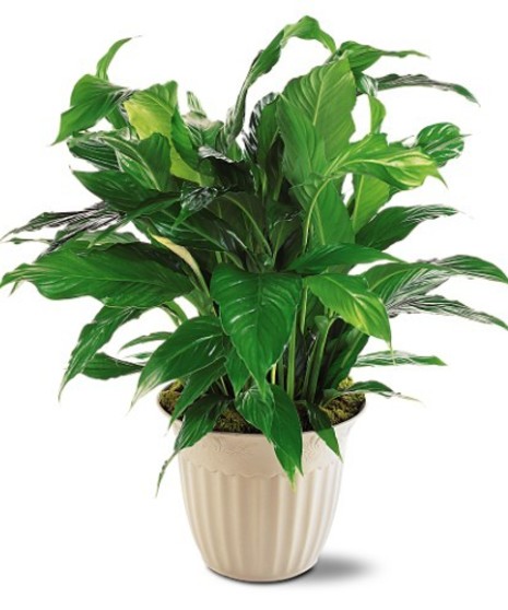 Plants