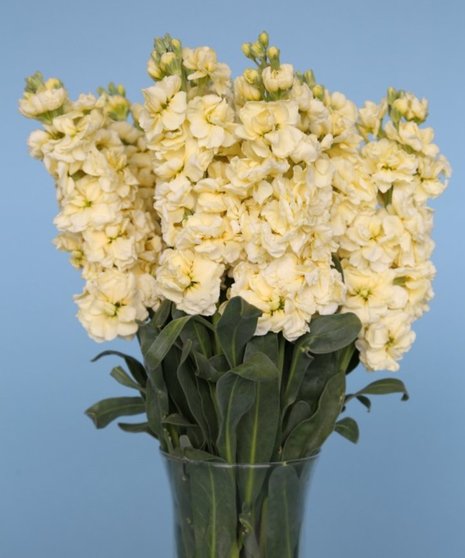 10 Stem bunch of Stock