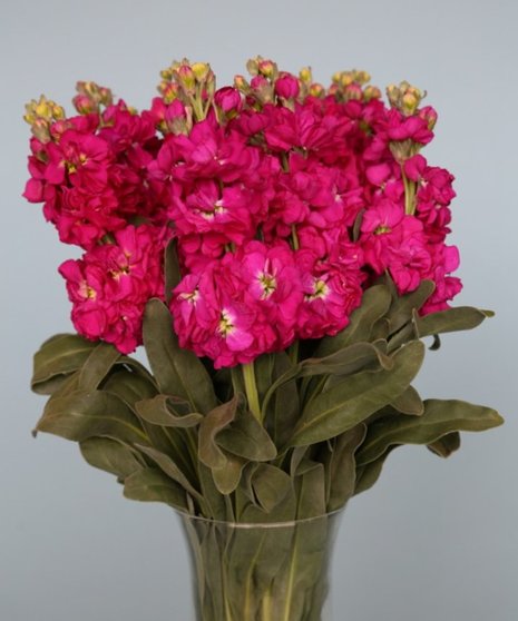 10 Stem bunch of Stock