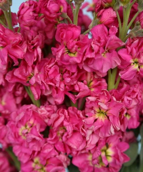 10 Stem bunch of Stock