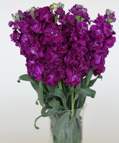 Stock Packaged Flowers