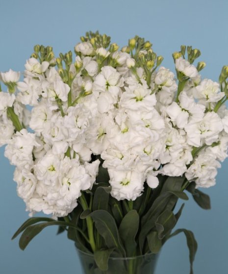 10 Stem bunch of Stock