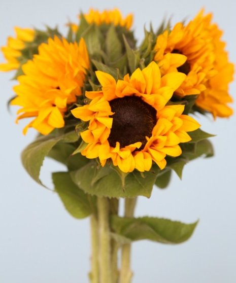 Sunflower Packaged Flowers