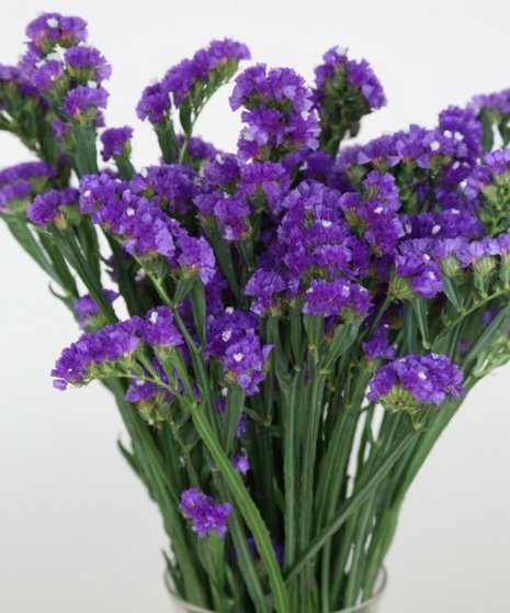 Statice Packaged Flowers