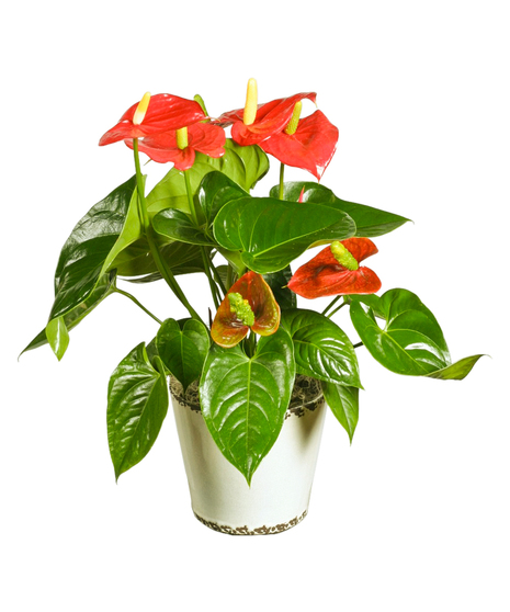 Anthurium Plant