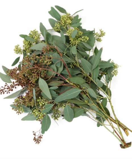 Grower's Bunch of Seeded Eucalyptus