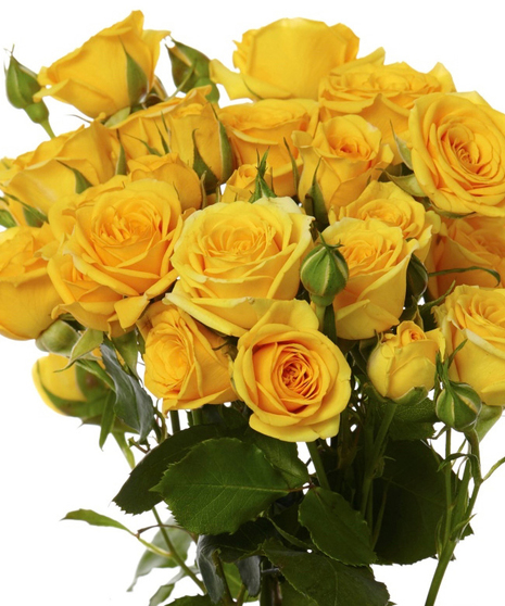 25 Stem Bunch Premium Roses Spray Roses 