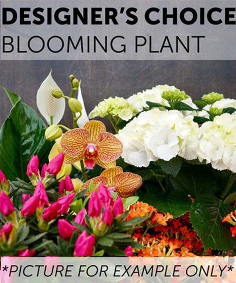 Designer's Choice - Blooming Plant