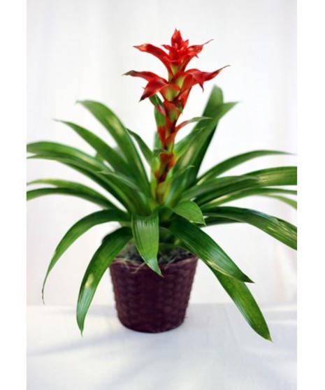 Bromeliad Plant
