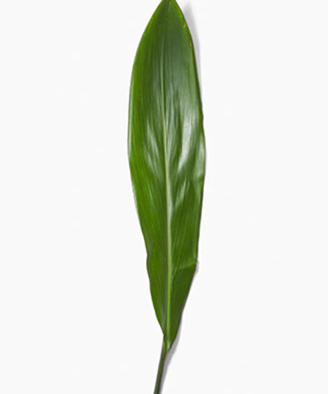Aspidistra Leaf Packaged Flowers