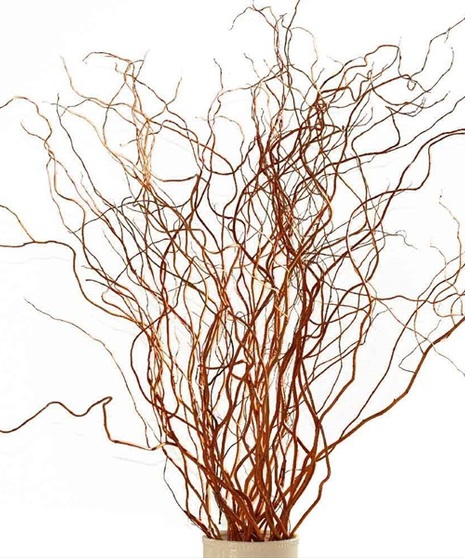 Growers Bunch of Curly Willow Tip