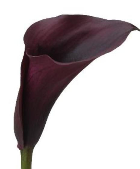 10 Stem bunch of Calla Lily Mini 