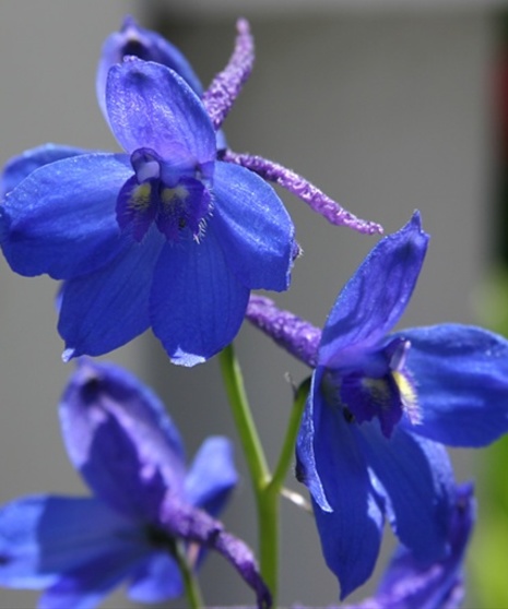 Delphinium Belladonna Packaged Flowers