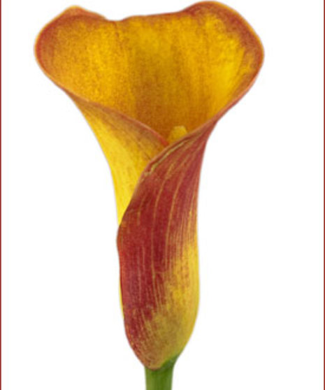 10 Stem bunch of Calla Lily Mini 
