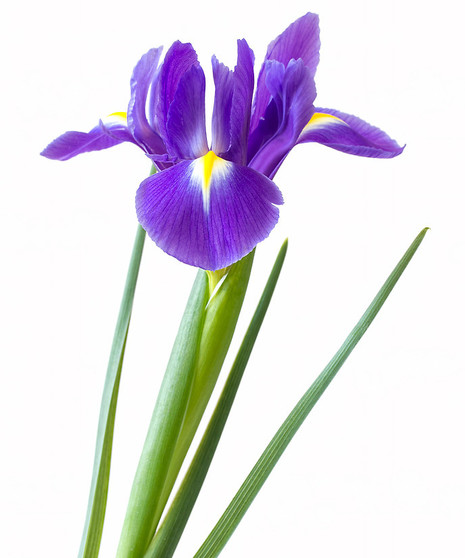 Iris Packaged Flowers
