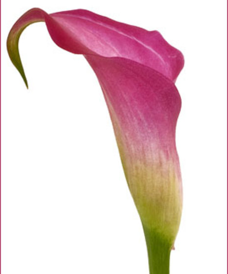 10 Stem bunch of Calla Lily Mini 